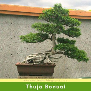 Thuja Bonsai
