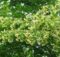 Tilia japonica