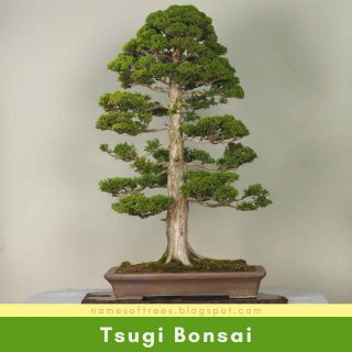 Tsugi Bonsai