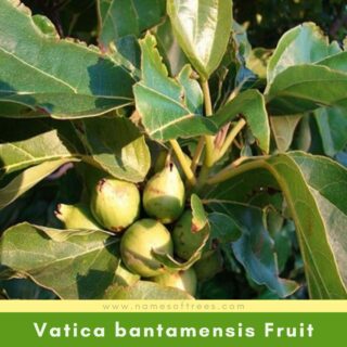 Vatica bantamensis Fruit