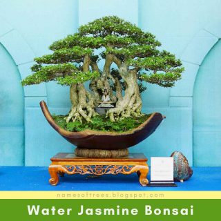 Water Jasmine Bonsai