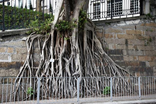 Weeping Fig Roots Strangle Trees
