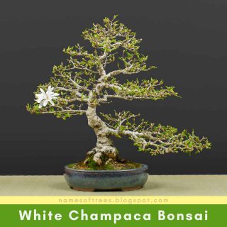 White Champaca Bonsai
