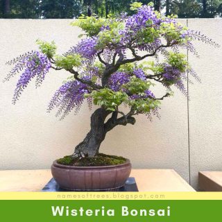 Wisteria Bonsai