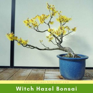 Witch Hazel Bonsai