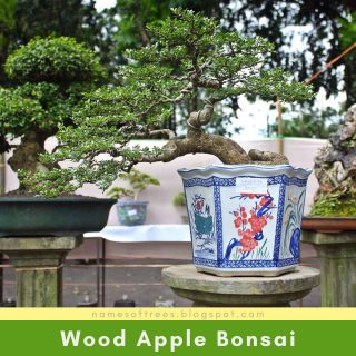 Wood Apple Bonsai