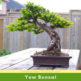 Yew Bonsai